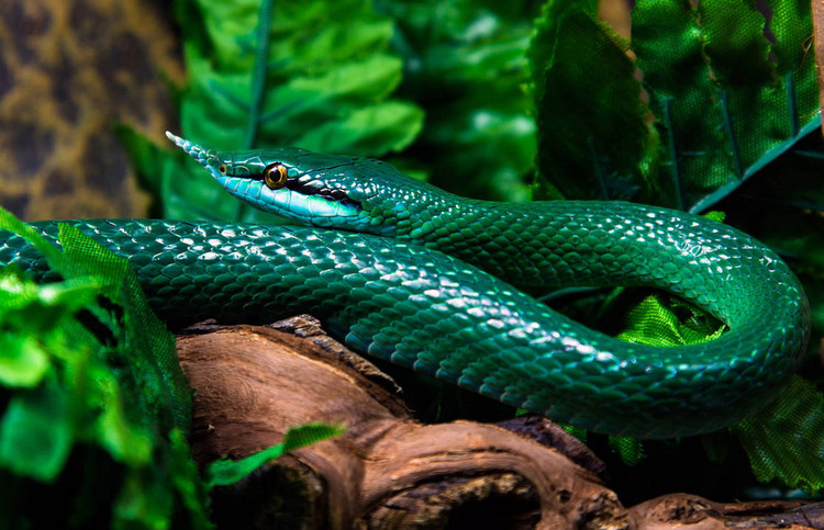 Top 20 loai ran an tuong nhat Viet Nam (1)-Hinh-2