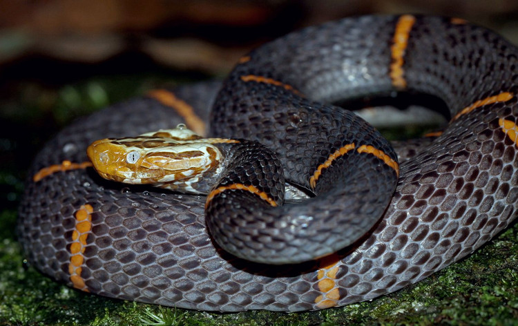 Top 20 loai ran an tuong nhat Viet Nam (2)-Hinh-10