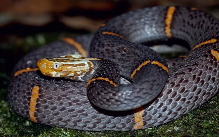 Top 20 loai ran an tuong nhat Viet Nam (2)-Hinh-10