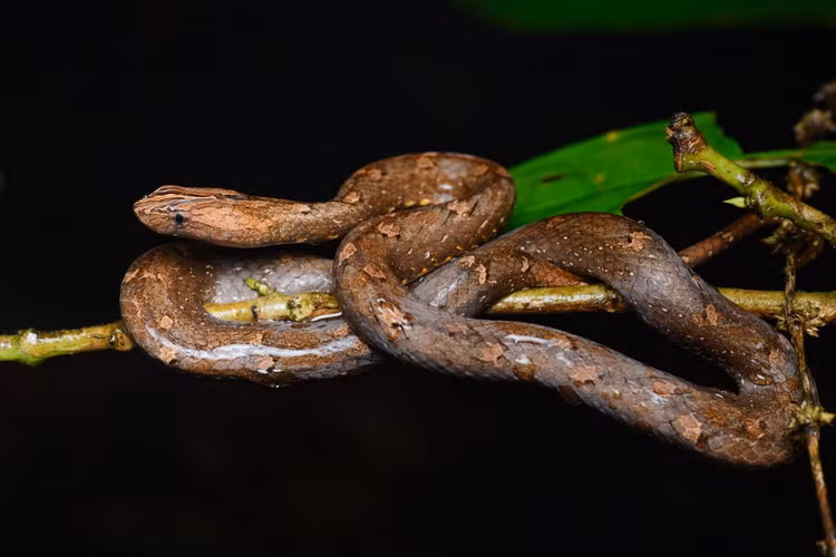 Top 20 loai ran an tuong nhat Viet Nam (2)-Hinh-3