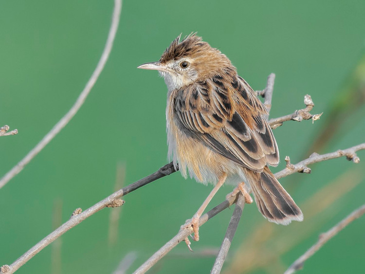 Diem mat nhung loai chim chien chien it nguoi biet o Viet Nam-Hinh-3