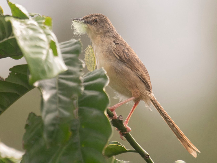 Diem mat nhung loai chim chien chien it nguoi biet o Viet Nam-Hinh-4