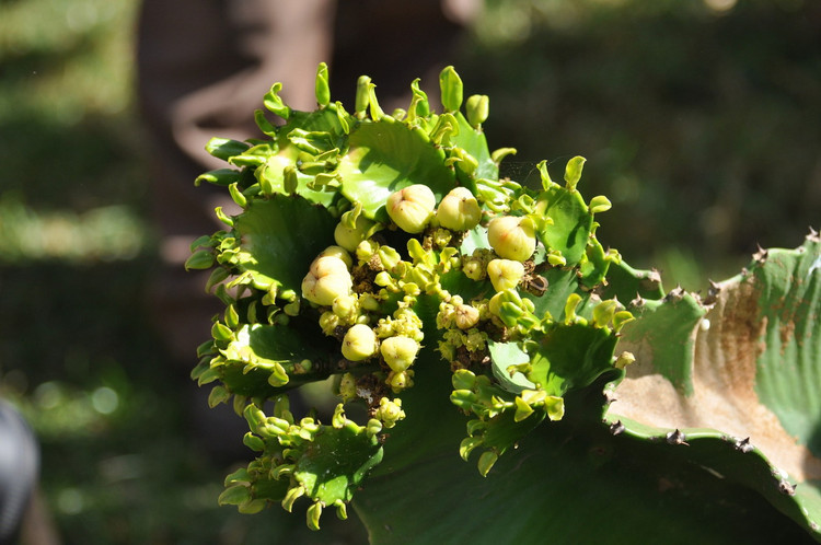 Loai cay mong nuoc lon nhat the gioi: Nhin ma choang ngop-Hinh-14