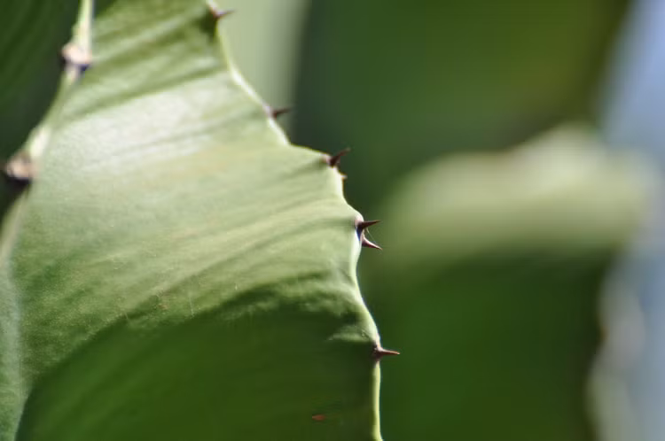 Loai cay mong nuoc lon nhat the gioi: Nhin ma choang ngop-Hinh-5