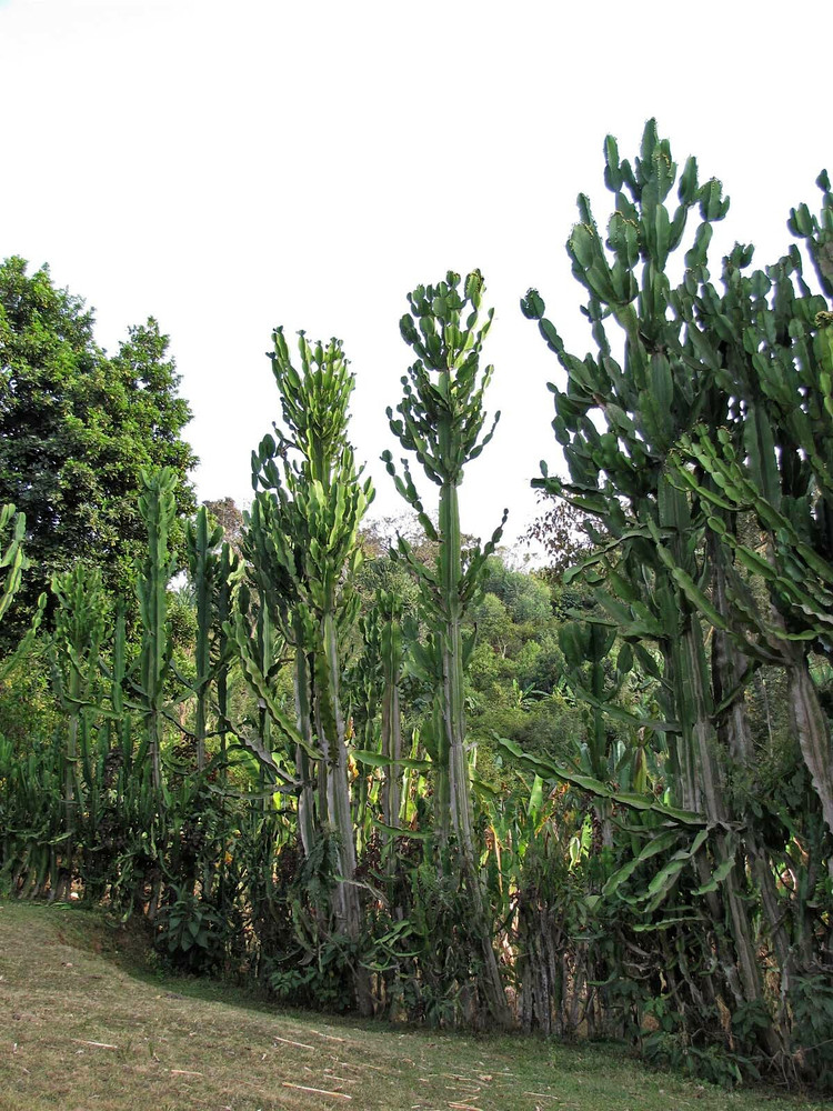 Loai cay mong nuoc lon nhat the gioi: Nhin ma choang ngop-Hinh-9