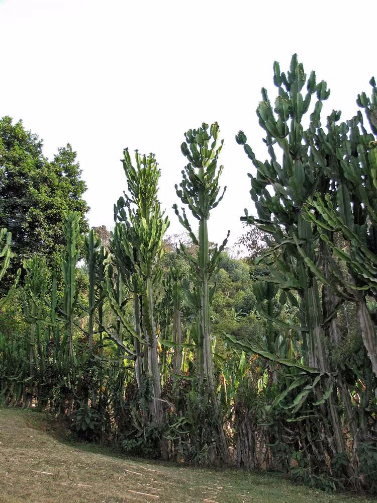 Loai cay mong nuoc lon nhat the gioi: Nhin ma choang ngop-Hinh-9