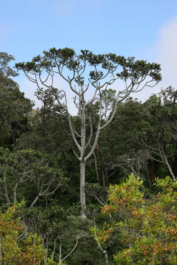 Loai cay mong nuoc lon nhat the gioi: Nhin ma choang ngop-Hinh-2