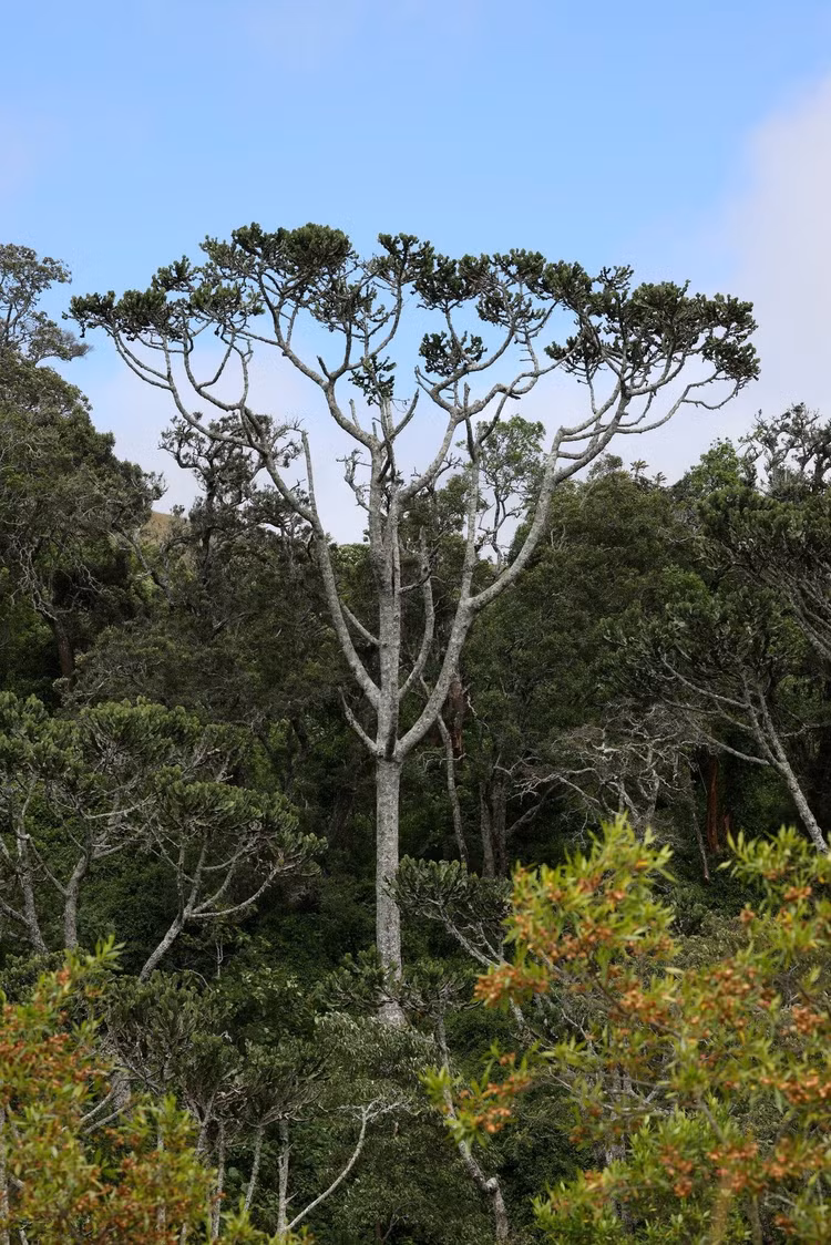 Loai cay mong nuoc lon nhat the gioi: Nhin ma choang ngop-Hinh-2