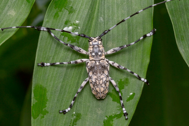 Can canh 20 loai xen toc doc dao va ky thu cua Viet Nam-Hinh-2