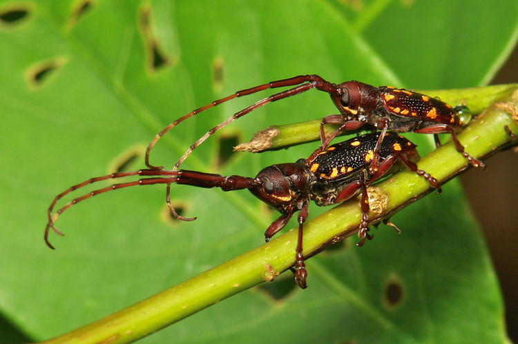 Can canh 20 loai xen toc doc dao va ky thu cua Viet Nam-Hinh-19