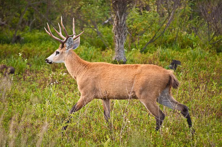 Nhung loai huou nai doc dao nhat the gioi: Duy nhat mot loai khong sung-Hinh-7
