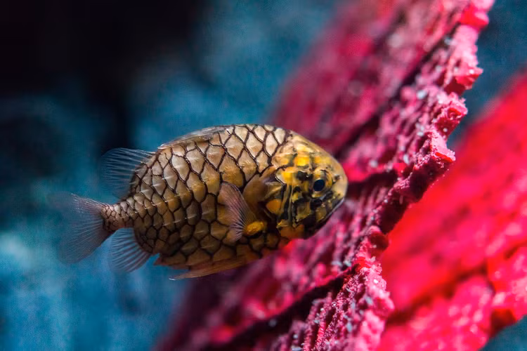 Tan muc loai ca duoc menh danh “xe boc thep” cua bien khoi-Hinh-9