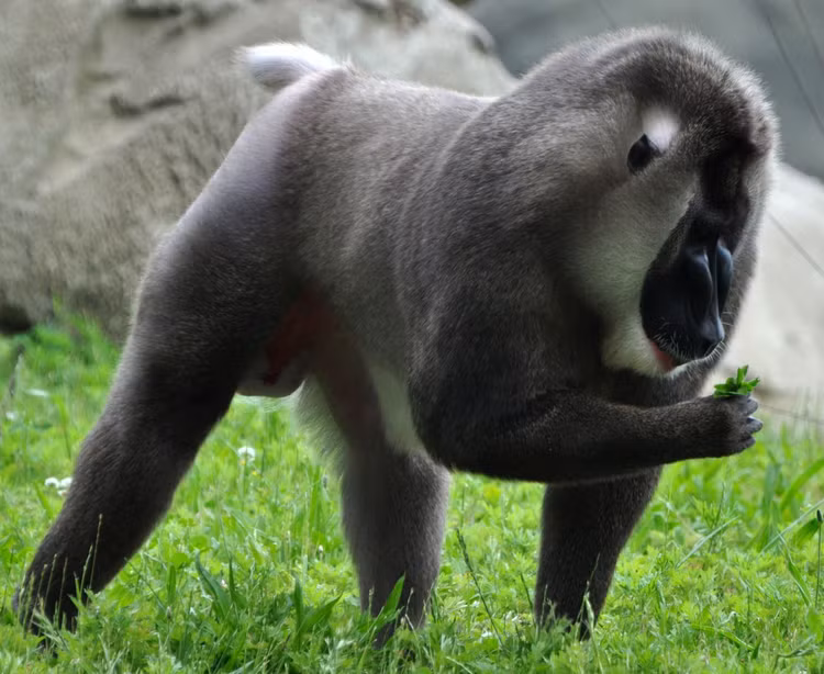 Diem danh nhung loai khi dau cho khet tieng the gioi-Hinh-7