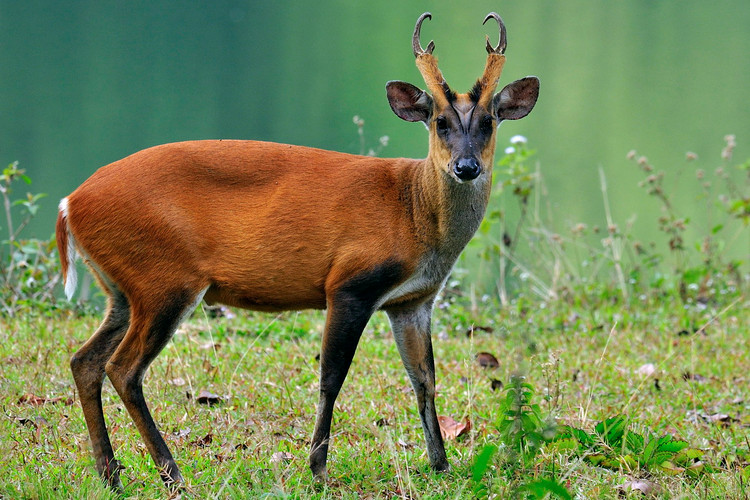 Top loai huou nai doc dao nhat the gioi, co loai nanh dai nhu soi-Hinh-5