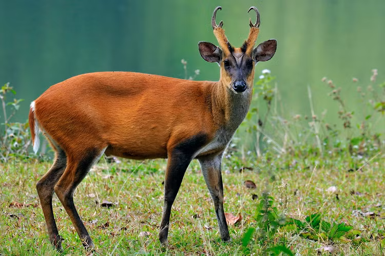 Top loai huou nai doc dao nhat the gioi, co loai nanh dai nhu soi-Hinh-5