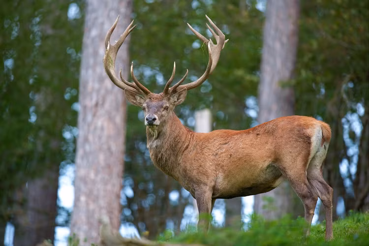 Top loai huou nai doc dao nhat the gioi, co loai nanh dai nhu soi-Hinh-12