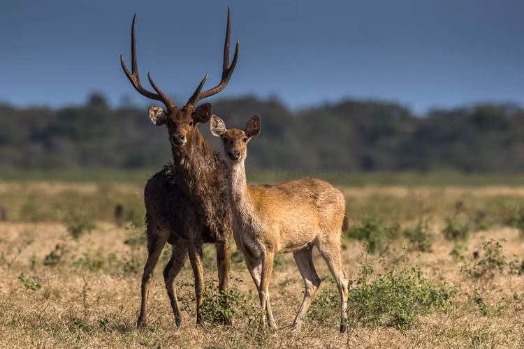 Top loai huou nai doc dao nhat the gioi, co loai nanh dai nhu soi-Hinh-2