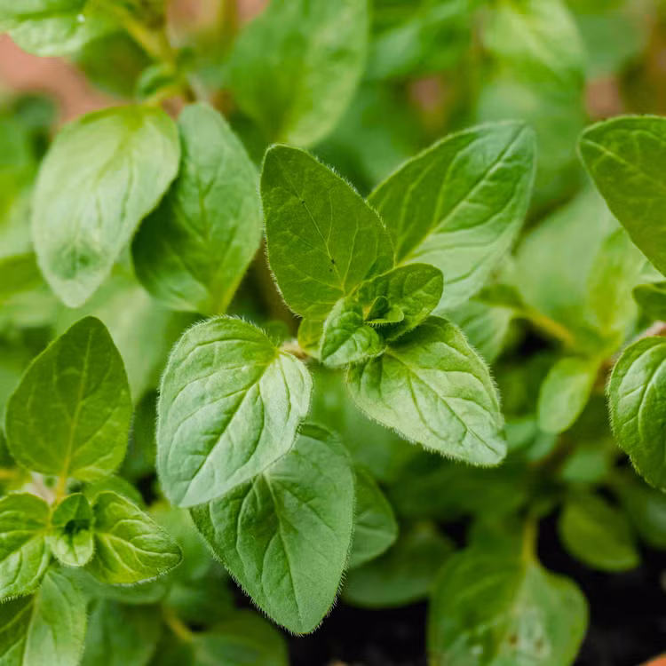 Nhung dieu cuc ly thu ve cac loai cay bac ha-Hinh-6