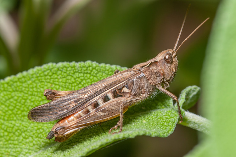 Kham pha cuc thu vi ve cac loai con trung ho nha chau chau