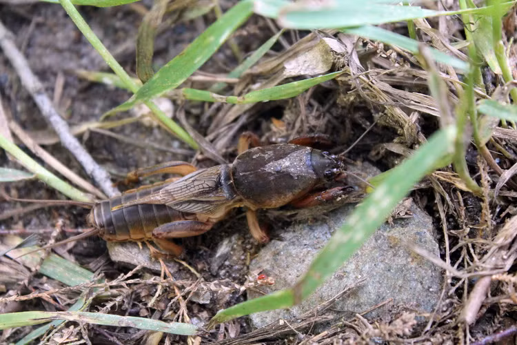 Kham pha cuc thu vi ve cac loai con trung ho nha chau chau-Hinh-5