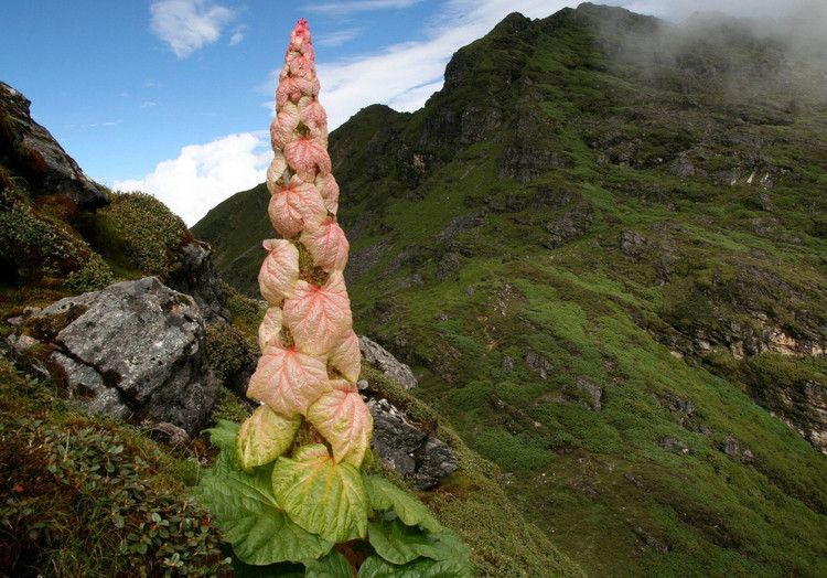 Su that bat ngo loai cay “400 nam no hoa mot lan” tren Himalaya-Hinh-3
