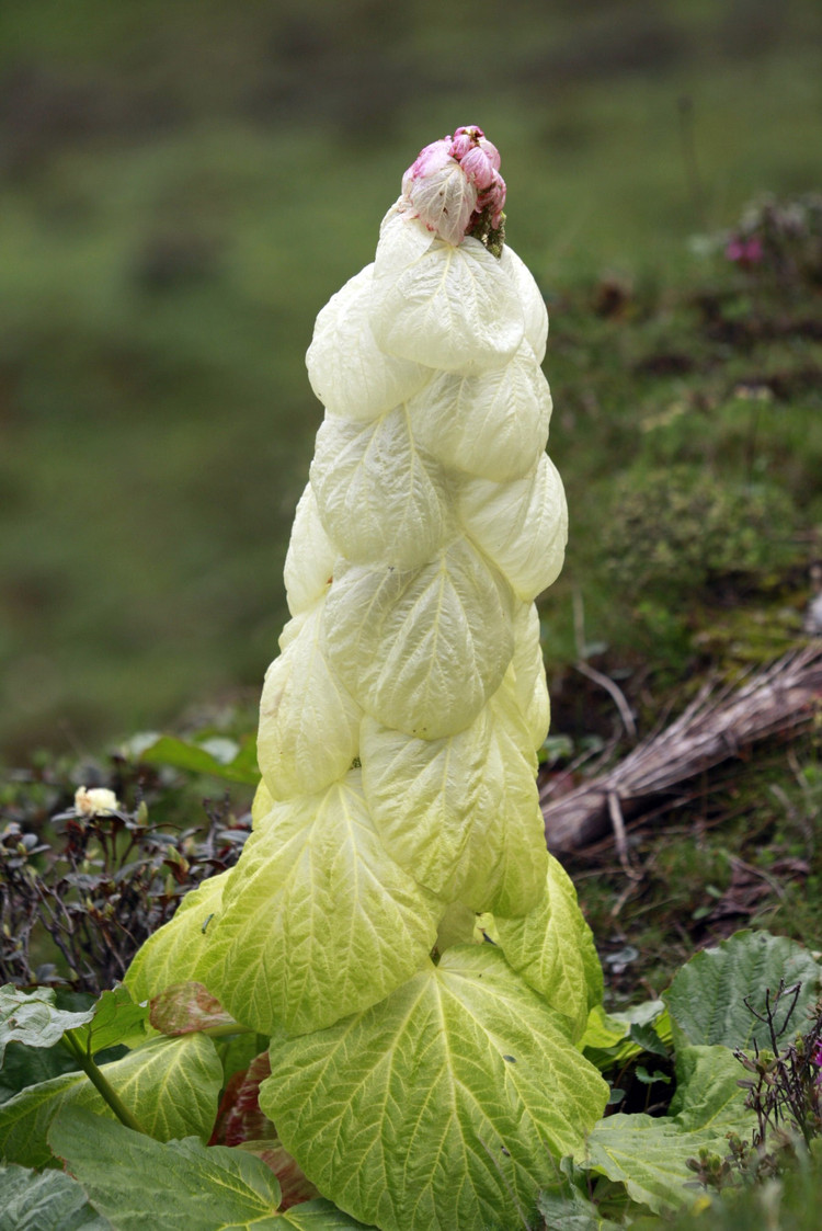 Su that bat ngo loai cay “400 nam no hoa mot lan” tren Himalaya-Hinh-4