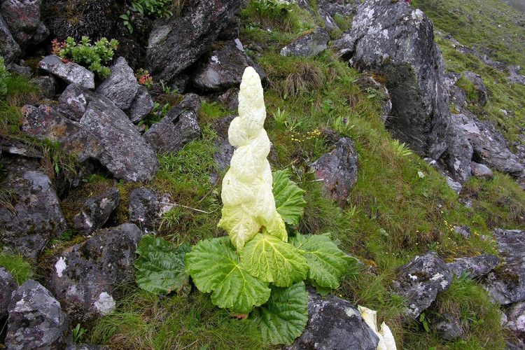 Su that bat ngo loai cay “400 nam no hoa mot lan” tren Himalaya-Hinh-5