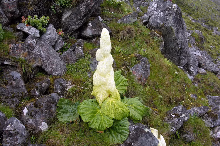 Su that bat ngo loai cay “400 nam no hoa mot lan” tren Himalaya-Hinh-5