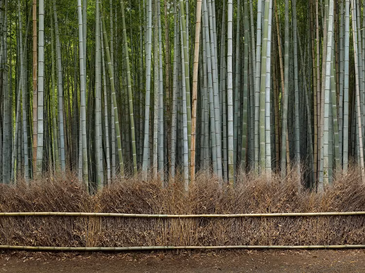 Lac loi trong rung tre co xua dep nhu than thoai o Nhat Ban-Hinh-5