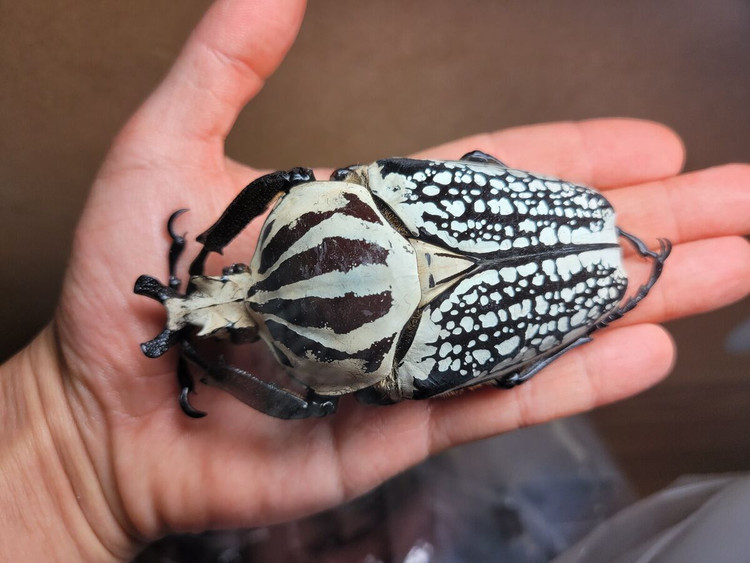 Tron mat ngam top 10 loai con trung lon nhat the gioi-Hinh-4