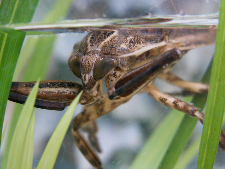 Tron mat ngam top 10 loai con trung lon nhat the gioi-Hinh-10