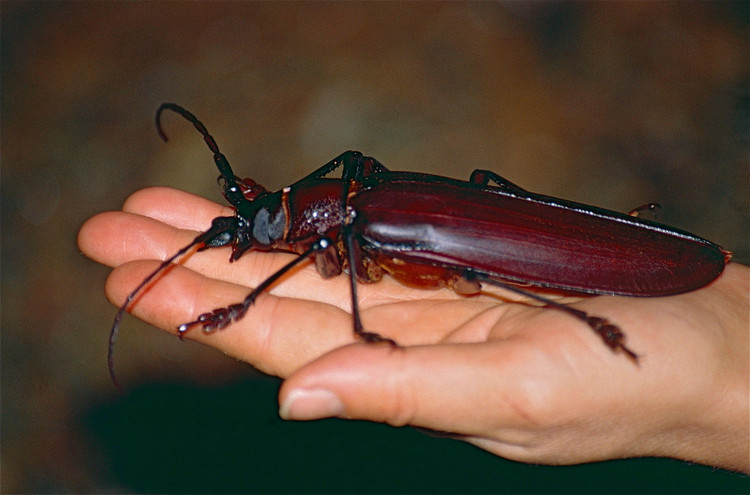 Tron mat ngam top 10 loai con trung lon nhat the gioi