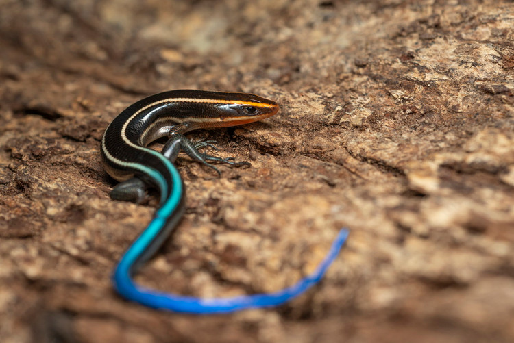 Diem mat nhung loai than lan bong doc dao cua Viet Nam-Hinh-6