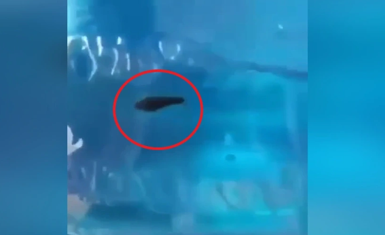 Đỉa được phát hiện đang &quot;bơi lội&quot; trong bình nước khoáng 20 lít...