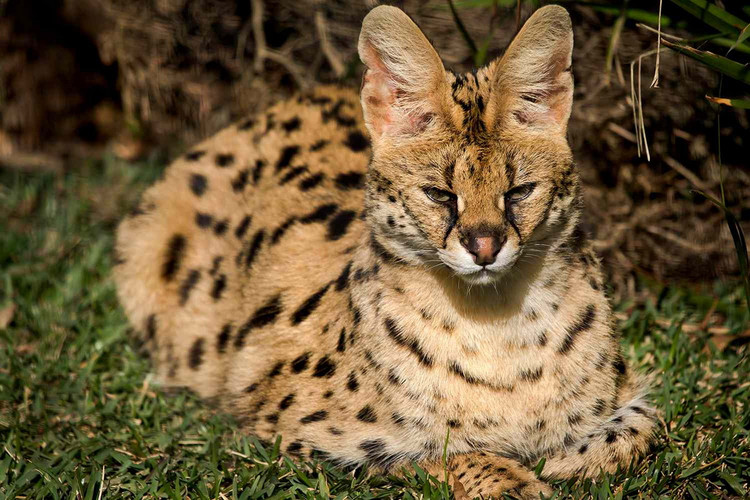 Loai meo ky la co chan dai mien man nhu nguoi mau-Hinh-7