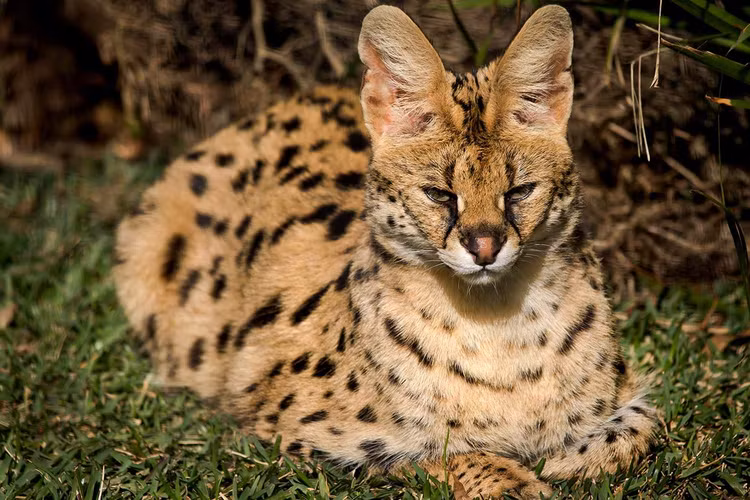 Loai meo ky la co chan dai mien man nhu nguoi mau-Hinh-7