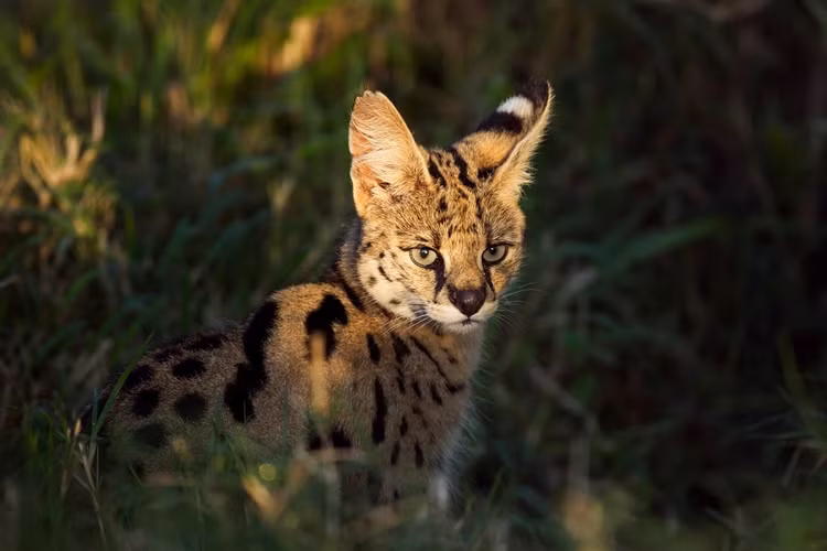 Loai meo ky la co chan dai mien man nhu nguoi mau-Hinh-11