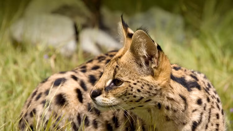 Loai meo ky la co chan dai mien man nhu nguoi mau-Hinh-2