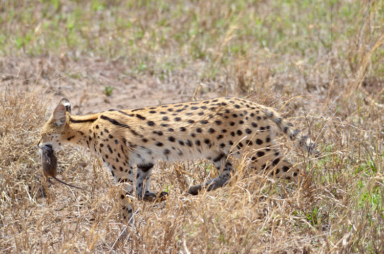 Loai meo ky la co chan dai mien man nhu nguoi mau-Hinh-8
