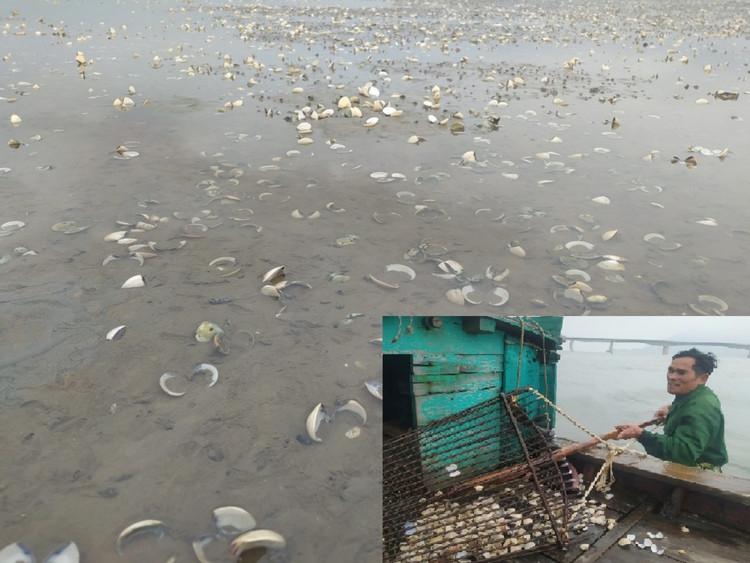 Ngao của người dân chết trắng bãi.