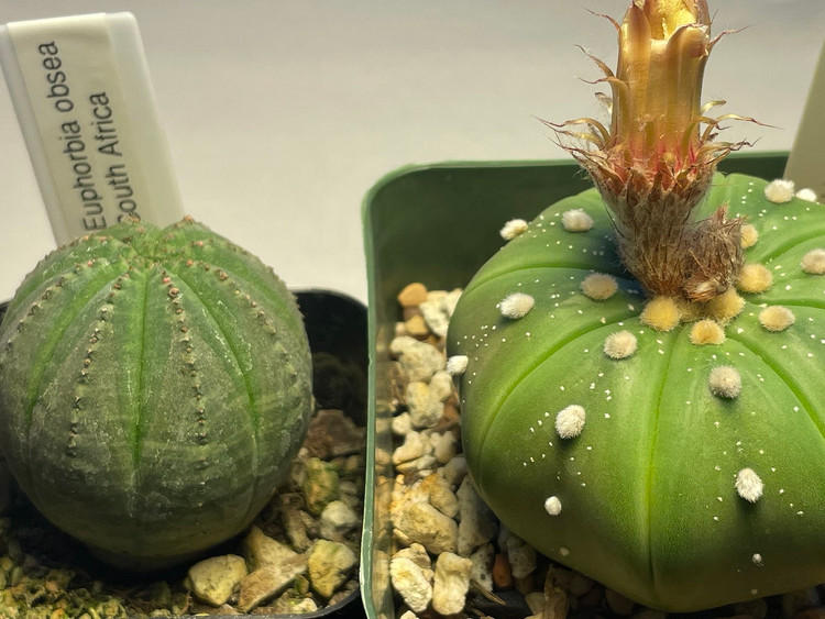 Ky la loai cay tron nhu trai bong, sap bien mat ngoai thien nhien-Hinh-7