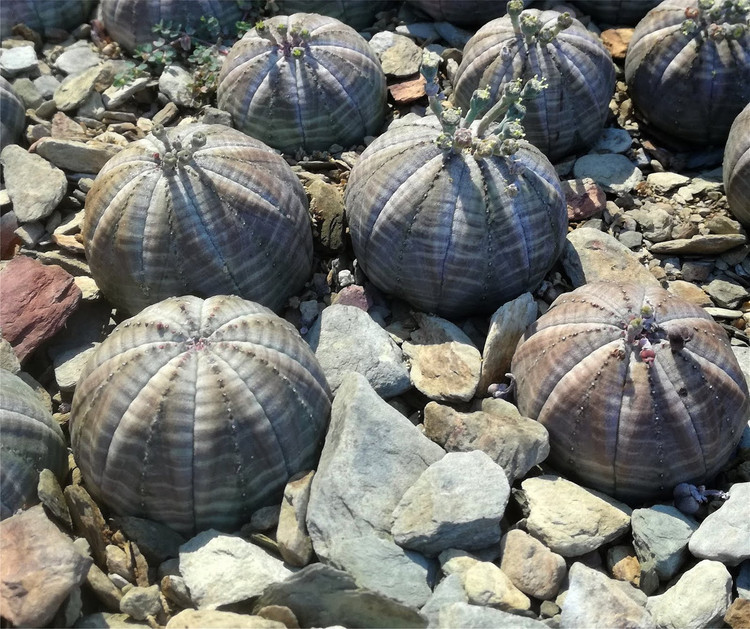 Ky la loai cay tron nhu trai bong, sap bien mat ngoai thien nhien-Hinh-5