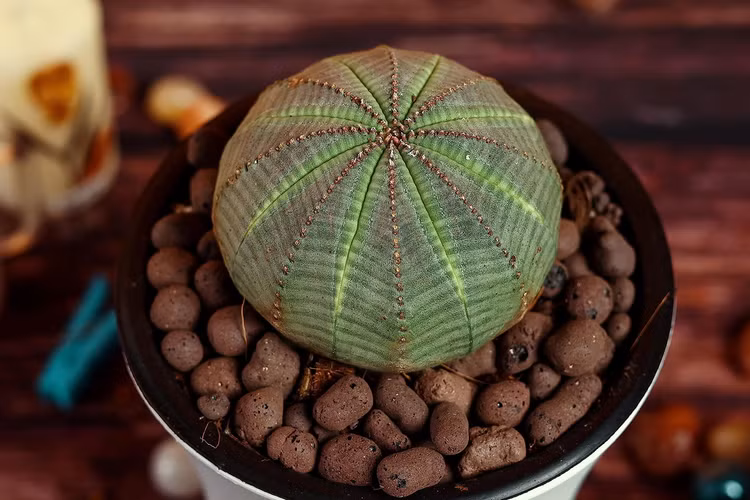 Ky la loai cay tron nhu trai bong, sap bien mat ngoai thien nhien-Hinh-2