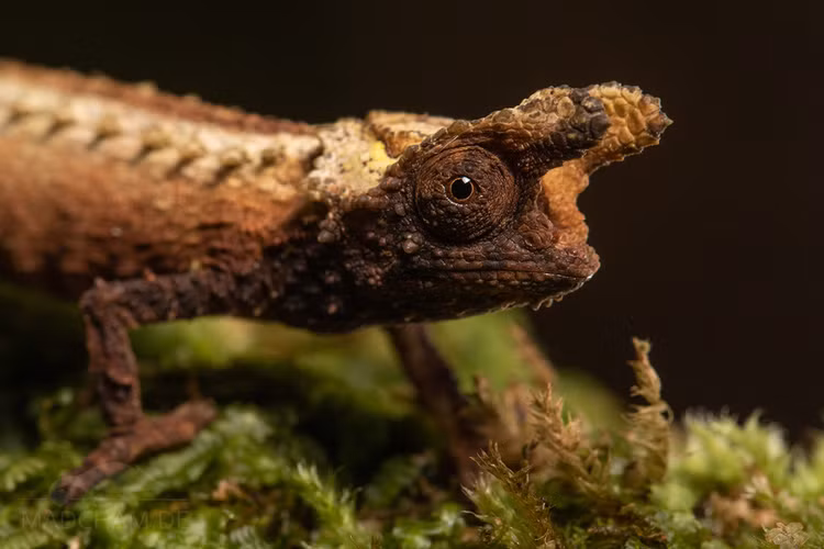 Loai than lan ky la nho bang mong tay truoc bo vuc tuyet chung-Hinh-7