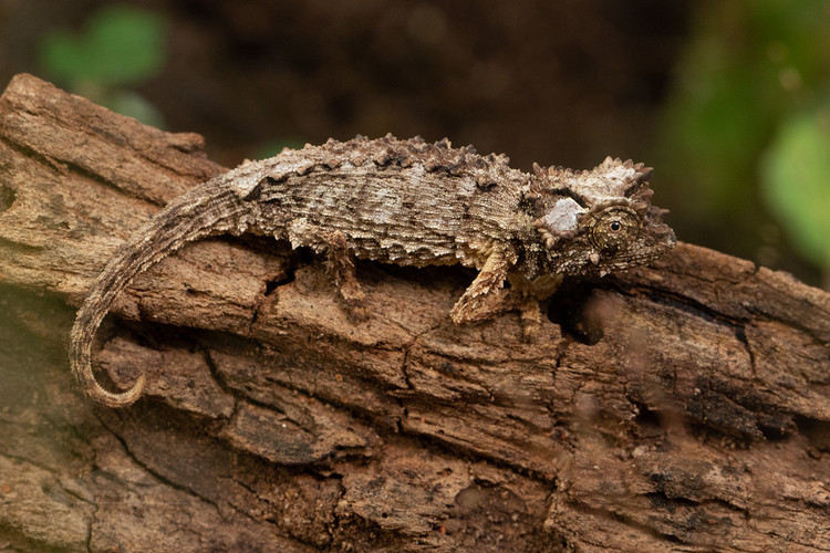 Loai than lan ky la nho bang mong tay truoc bo vuc tuyet chung-Hinh-12