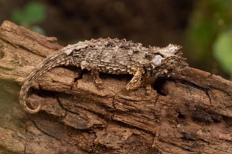 Loai than lan ky la nho bang mong tay truoc bo vuc tuyet chung-Hinh-12