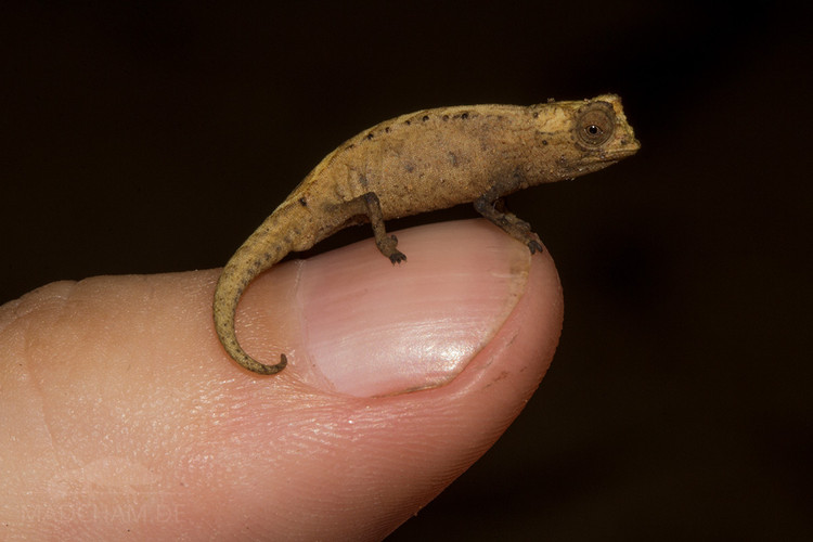 Loai than lan ky la nho bang mong tay truoc bo vuc tuyet chung-Hinh-9