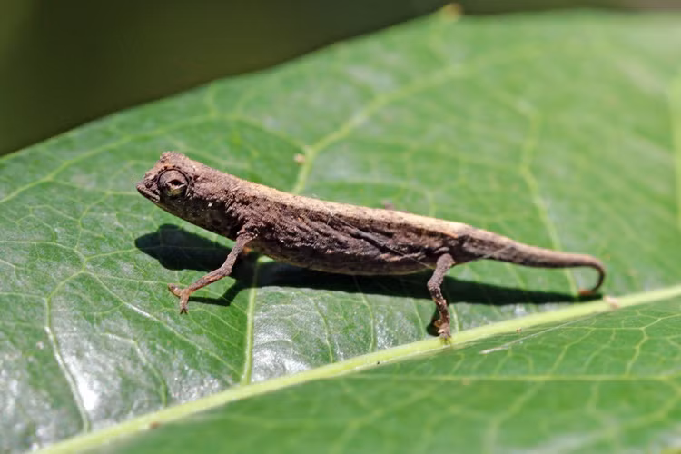 Loai than lan ky la nho bang mong tay truoc bo vuc tuyet chung-Hinh-4