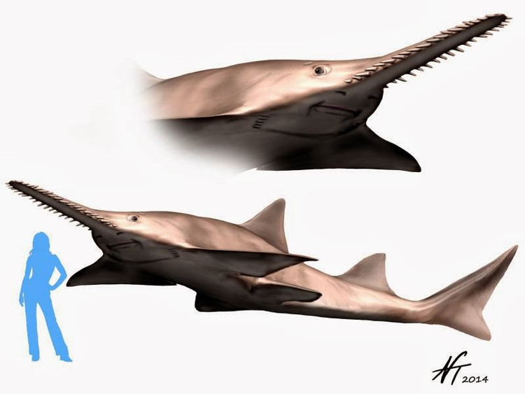 Soi bo suu tap hoa thach khung long co 1-0-2 o Ha Noi-Hinh-16