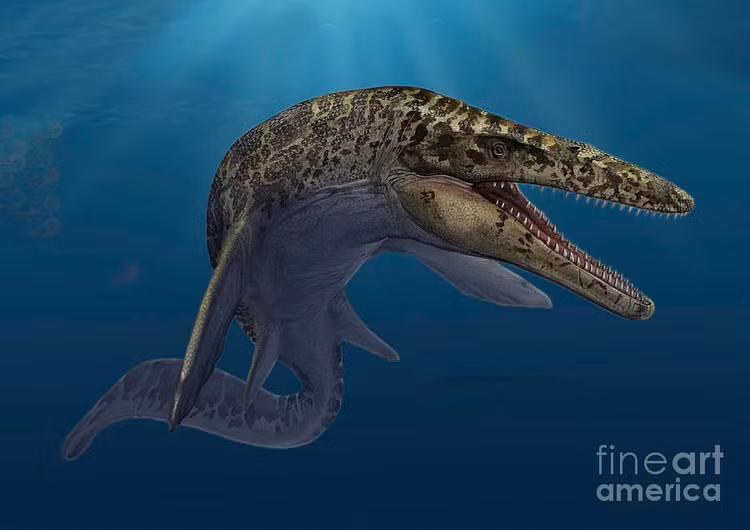 Soi bo suu tap hoa thach khung long co 1-0-2 o Ha Noi-Hinh-8